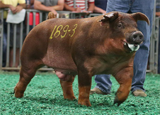 Boars Sold