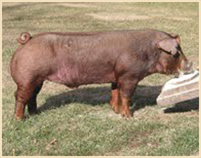 Hamalot